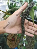10pcs seeds of anthurium papillilaminum hybrid 100% guaranteed