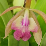 Orchid Epi magnoliae x C Landate  mounted on coconut husk Tropical Hanging Plant