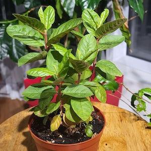 GVA-5 "Multiple Shoots Guava Rooted Live Plant In nice Plastic Pot"