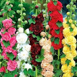 Hollyhock Flowers Blend 1g / 50 Seeds - Althaea Rosea NON GMO