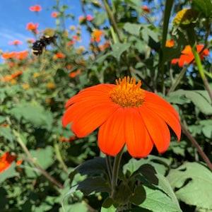 Mexican Sunflower Seeds, 150 Seeds // Non-GMO, Open-Pollinated, tithonia rotundifolia