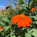 Mexican Sunflower Seeds, 150 Seeds // Non-GMO, Open-Pollinated, tithonia rotundifolia