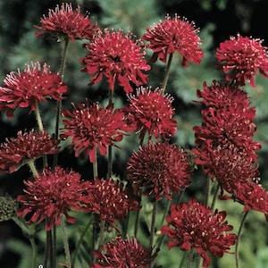 Knautia macedonica Red Cherries*Red Knight*Macedonian Scabious Pincushion Flower Seeds*Cut Flower*Mazedonische Witwenblume*Skabiose