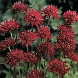 Knautia macedonica Red Cherries*Red Knight*Macedonian Scabious Pincushion Flower Seeds*Cut Flower*Mazedonische Witwenblume*Skabiose
