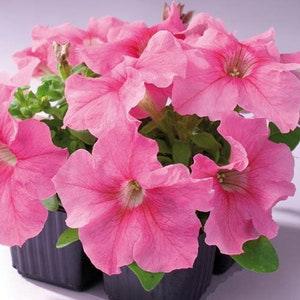 Petunia seeds Petunia grandiflora Tango F1 (Packing 20 pcs; Color pink), Flower seeds, Heirloom seed, Annual seed, Pink petunia, pink flower