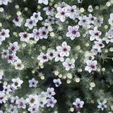 40 Love-in-a-Mist African Bride SEEDS