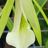 Orchid Brassavola nodosa Key Lime mounted on coconut husk Tropical Hanging Plant