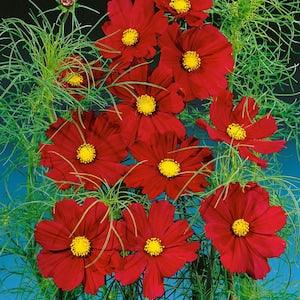 Magenta Dazzler Cosmos Packet of 25 seeds with New!