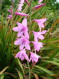 Watsonia Borbonica (pink) 15 Seeds, Fragrant Cape Bugle Lily