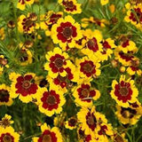 100 Pcs Coreopsis Plains Flower Seeds-FL641-Tinctoria- Excellent Annual Wildflower