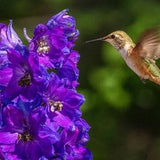 Butterfly and Hummingbird Flower mix. Perennial and annual mix. Wildflowers. Native. 100 seeds.