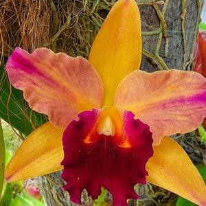 Cattleya orchid yellow orange flower fragrant live plant~Blc Toshie's Magic "Doris"