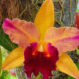 Cattleya orchid yellow orange flower fragrant live plant~Blc Toshie's Magic "Doris"