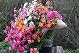 Ranunculus Bulbs Pastel Mix 10 Persian Buttercup