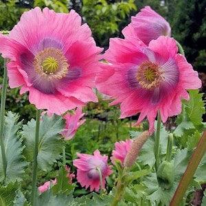 Nr 456 Big Papaver 50 Seeds pinky Poppy Seeds Poppy Poppy Seeds Seeds Poppyseeds Seeds Poppy