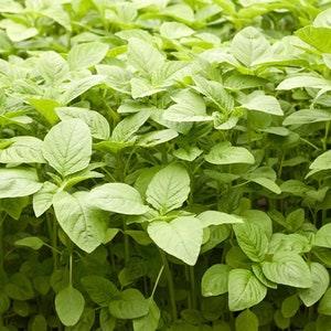 100 seeds Heirloom Vegetables Jamaican Callaloo Seeds (Amaranth),Chinese Spinach organic Non -GMO
