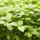 100 seeds Heirloom Vegetables Jamaican Callaloo Seeds (Amaranth),Chinese Spinach organic Non -GMO