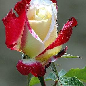 Red white rose seeds - 20 seeds - code 003