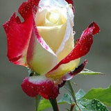 Red white rose seeds - 20 seeds - code 003