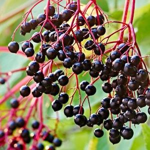 Elderberry Organic Seeds - Heirloom, Open Pollinated, Non GMO - Grow Indoors, Outdoors, In Pots, Grow Beds, Soil, Hydroponics & Aquaponics