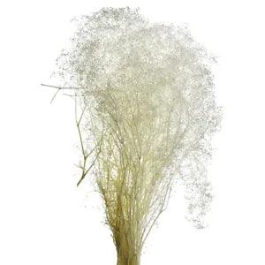 Dried Natural Stardust Gypsum Spray, Bleached