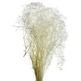 Dried Natural Stardust Gypsum Spray, Bleached