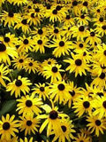 Black Eyed Susans, Heirloom Daisy Seeds, Non-Gmo Perennial Wildflowers 100 Ct