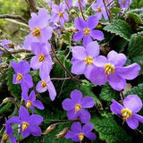 HARDY AFRICAN VIOLET! Ramonda Perennial Myconi Pyrenean Rosette Mullein 10 Seeds
