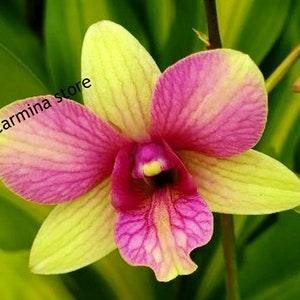 Orchid seedling Plug Yellow dendrobium "Buttercup"  live plant