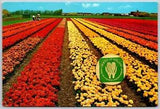 Postcard Netherlands Dutch Peony Tulips Greetings from Holland Scent Hyacinths