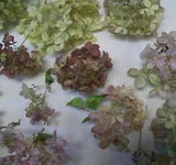 Hydrangea, Natural Dried Flowers from Our Indiana Homestead Gardens, 20 clusters