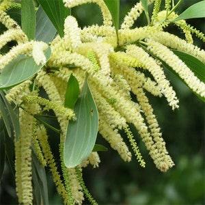 100 Acacia mangium Seeds, Black Wattle Seeds , Hickory Wattle, Mangium Seeds