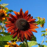 Velvet Queen Sunflower Seeds, 100 Seeds // Non-GMO, helianthus annuus