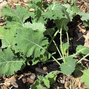 Kale Seeds - Indoor Herb Garden Seeds - Vegetable Garden Seeds - Heirloom Non GMO Seeds - Easy Planter Box Seeds - Gardening Seeds Canada