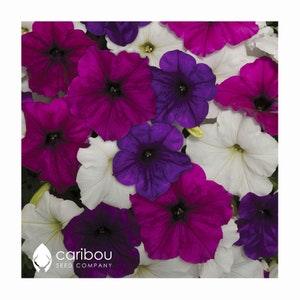 Caribou Seed Company: EASY WAVE Great Lakes Mix Petunia Seeds - Spreading/Trailing Variety, Fresh Seed (10 Seeds)
