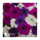 Caribou Seed Company: EASY WAVE Great Lakes Mix Petunia Seeds - Spreading/Trailing Variety, Fresh Seed (10 Seeds)