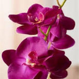 Orchid Seeds fuchsia (15 per pack)