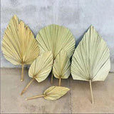 Dried Flower Palm Fan Leaf Large Bouquet Wall Hanging Home Ornament Art Decor