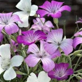 50 Queen Formula Mix Narrow Corncockle Planting Seeds*Corn cockle*Agrostemma gracilis*Garden Flower Seeds*FLAT RATE SHIPPING