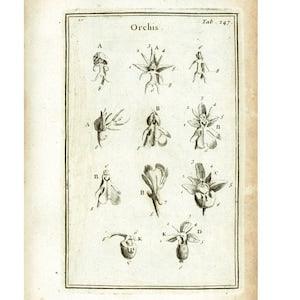 1797 Antique Ophrys Bee Orchids Flower Print Botanical Natural History Wall Home Decor