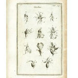 1797 Antique Ophrys Bee Orchids Flower Print Botanical Natural History Wall Home Decor