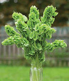 Bells of Ireland Flower Delivery