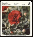 Carnation  My Green Gardens Guide Card The Cutting Garden Flower