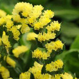 Statice Flower Garden Seeds - QIS Series - Yellow - 1000 Seeds - Annual Flower Gardening Seed - Limonium sinuata - Walmart.com Flower Delivery