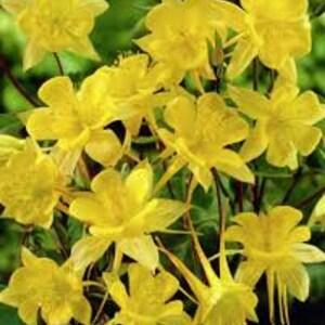 30+ Aquilegia Chrysantha Yellow Queen Flower Seeds-Golden Columbine-B223-RHS Award Winning Perennial Cut Flower