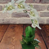 Artificial Phalaenopsis Orchid Plant, Silk Flowers PEPPERMINT CREAM