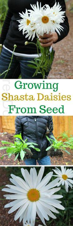Growing Shasta Daisies From Seed - One Hundred Dollars a Month Flower Delivery