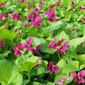 RED FORM VIOLA Easy Perennial! Wildflower Hardy Pansy Violet Sororia, 10 Seeds