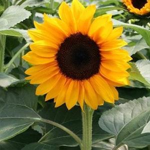 Sunflower Flower Seeds,  Golden Sunflower Seeds, "COOL BEANS N sprouts" Brand. Non-GMO. Home Gardening.