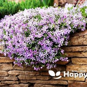 Mountain Phlox - 160 Seeds - Linanthus Grandiflorus - Annual Flower